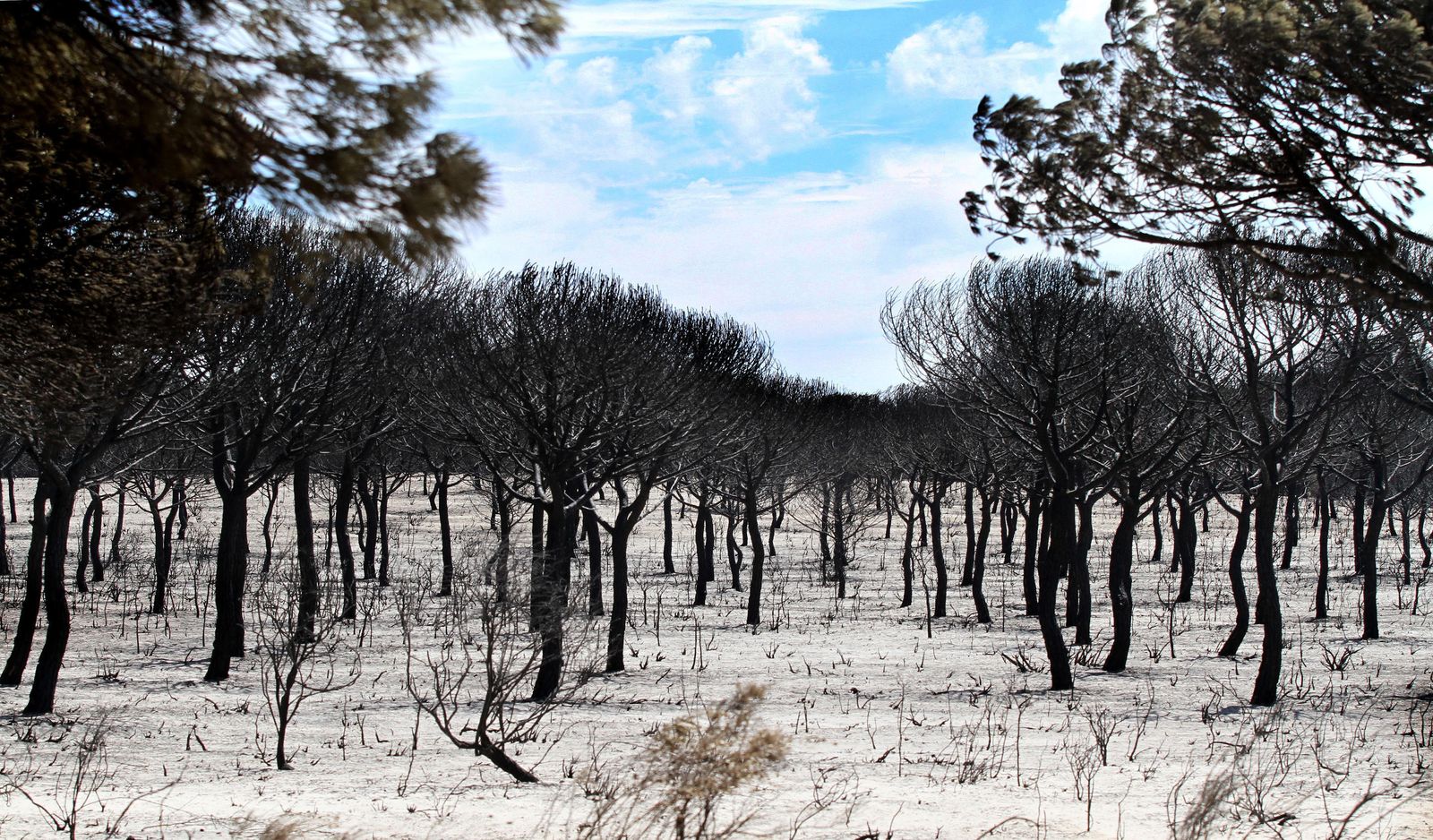 Zona de pinares arrasada por las llamas en las inmediaciones de la Cuesta Maneli.