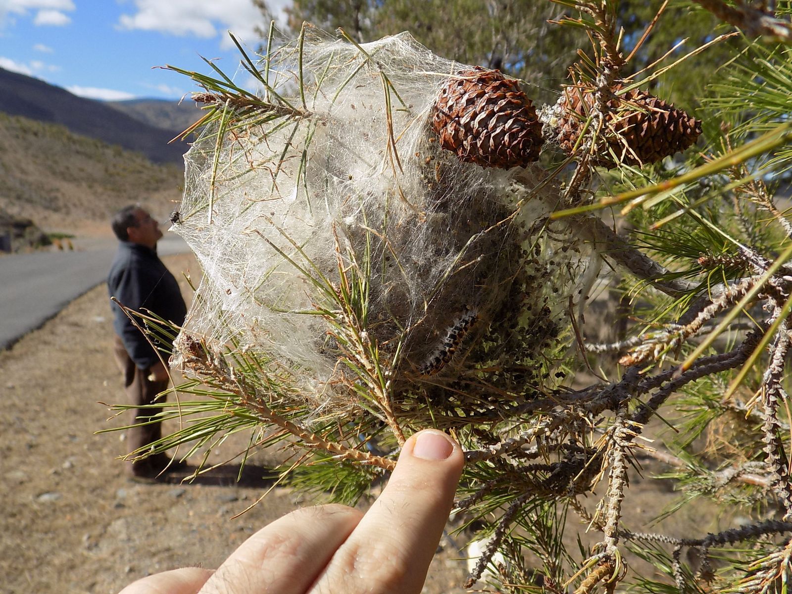 La procesionaria por sí sola no mata a los pinos pero puede hacerlo junto con enfermedades y épocas de sequía.