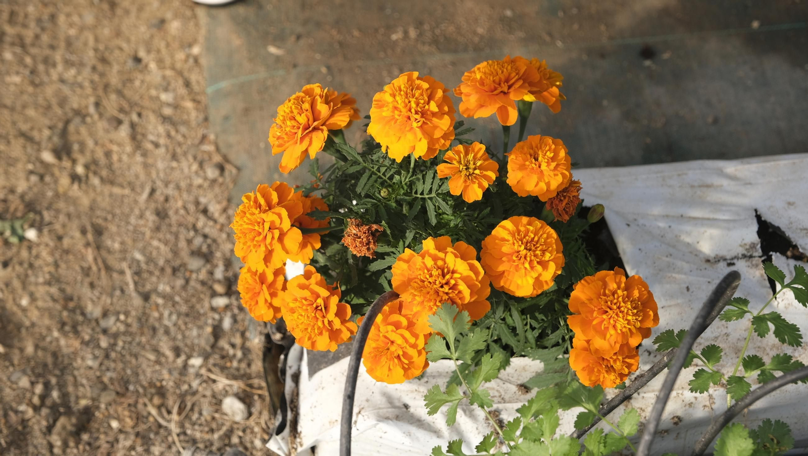 Jornada de puertas abiertas en la Estación Experimental Cajamar Las Palmerillas, en fotos