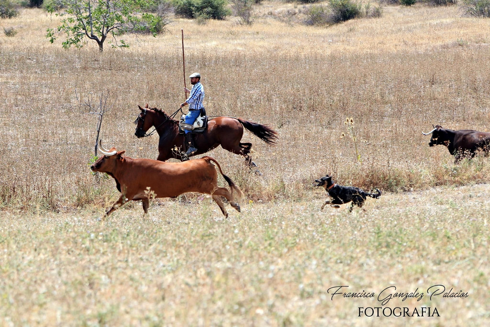 Saltos y fintas de vértigo en los encierros de Santiago de la Espada, en imágenes