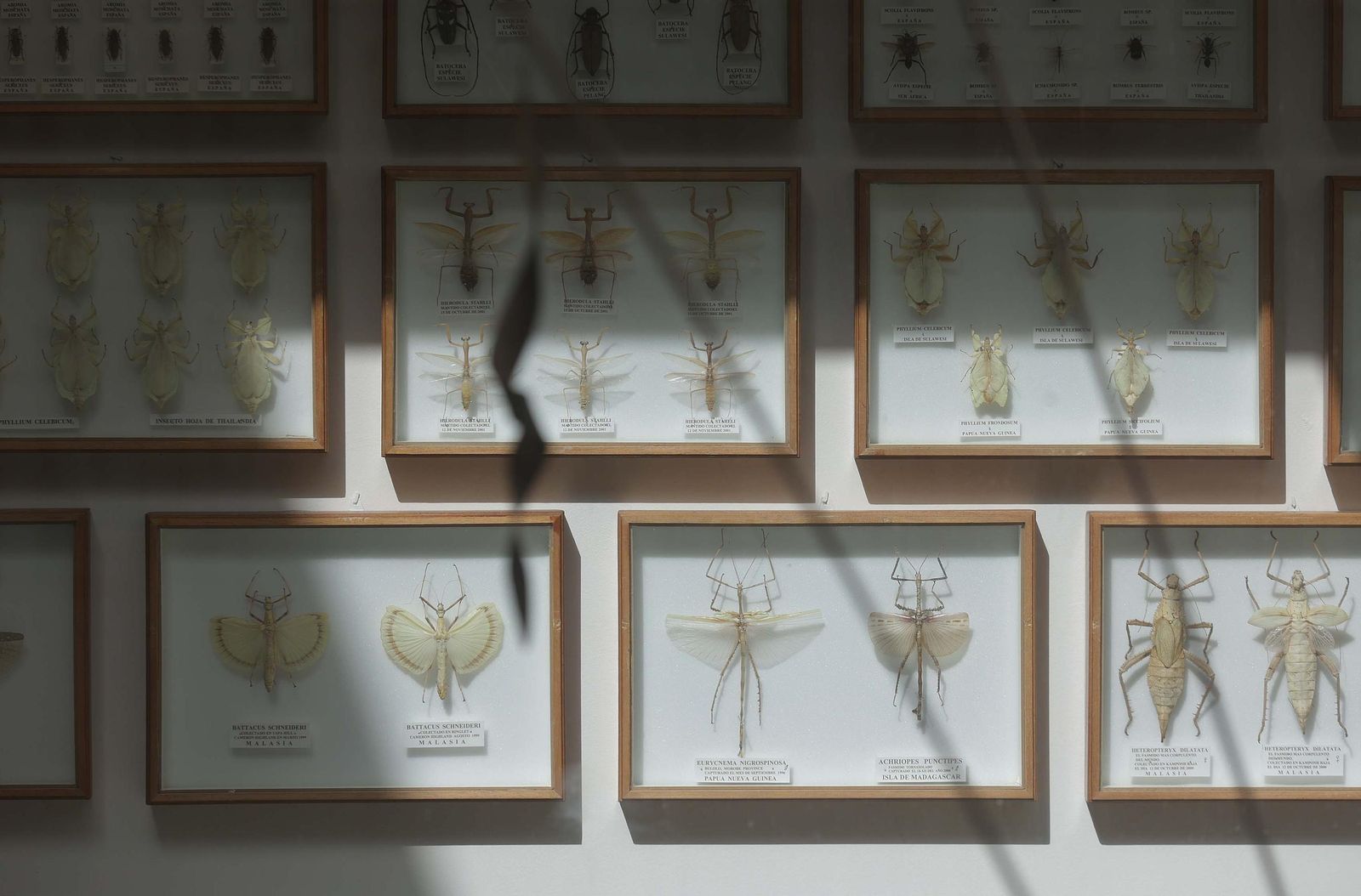 Fotos del Museo Cruz Herrera de La Línea