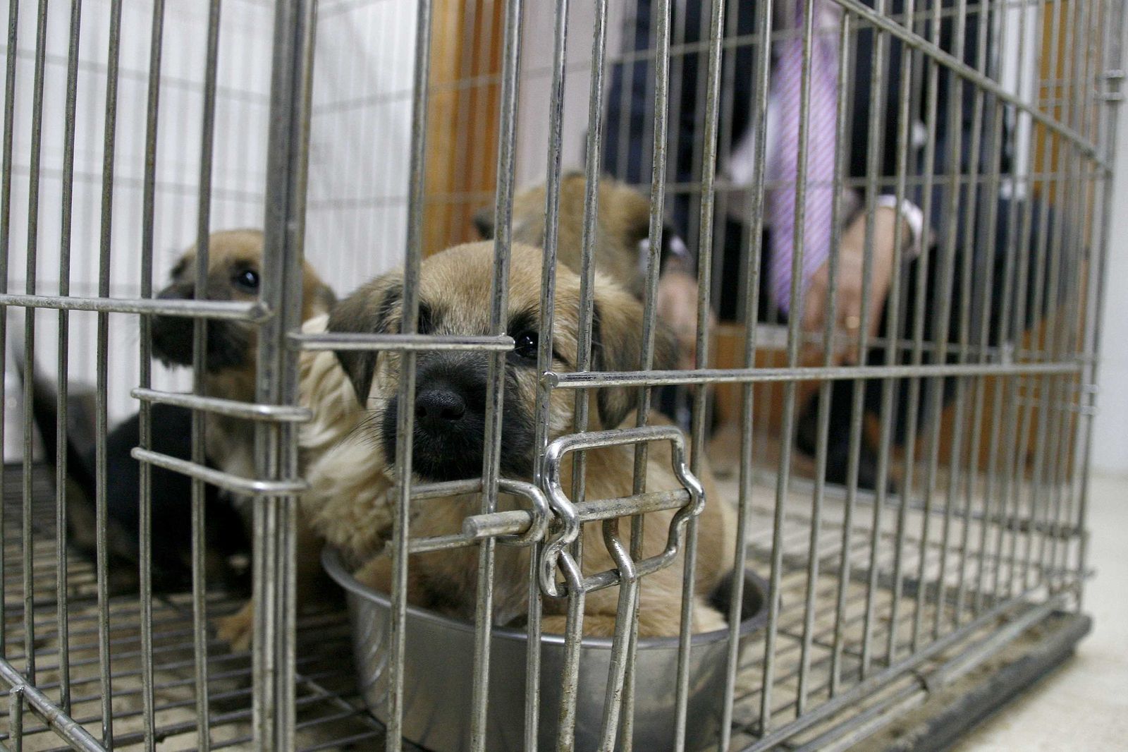 El centro zoosanitario registra 700 adopciones en lo que va de año, con un repunte del ingreso de animales