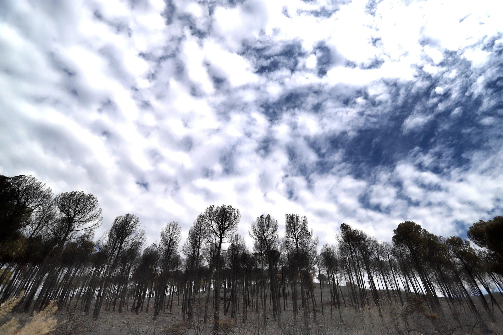 Imágenes de la devastación causada en los montes por el incendio de Almonaster la Real