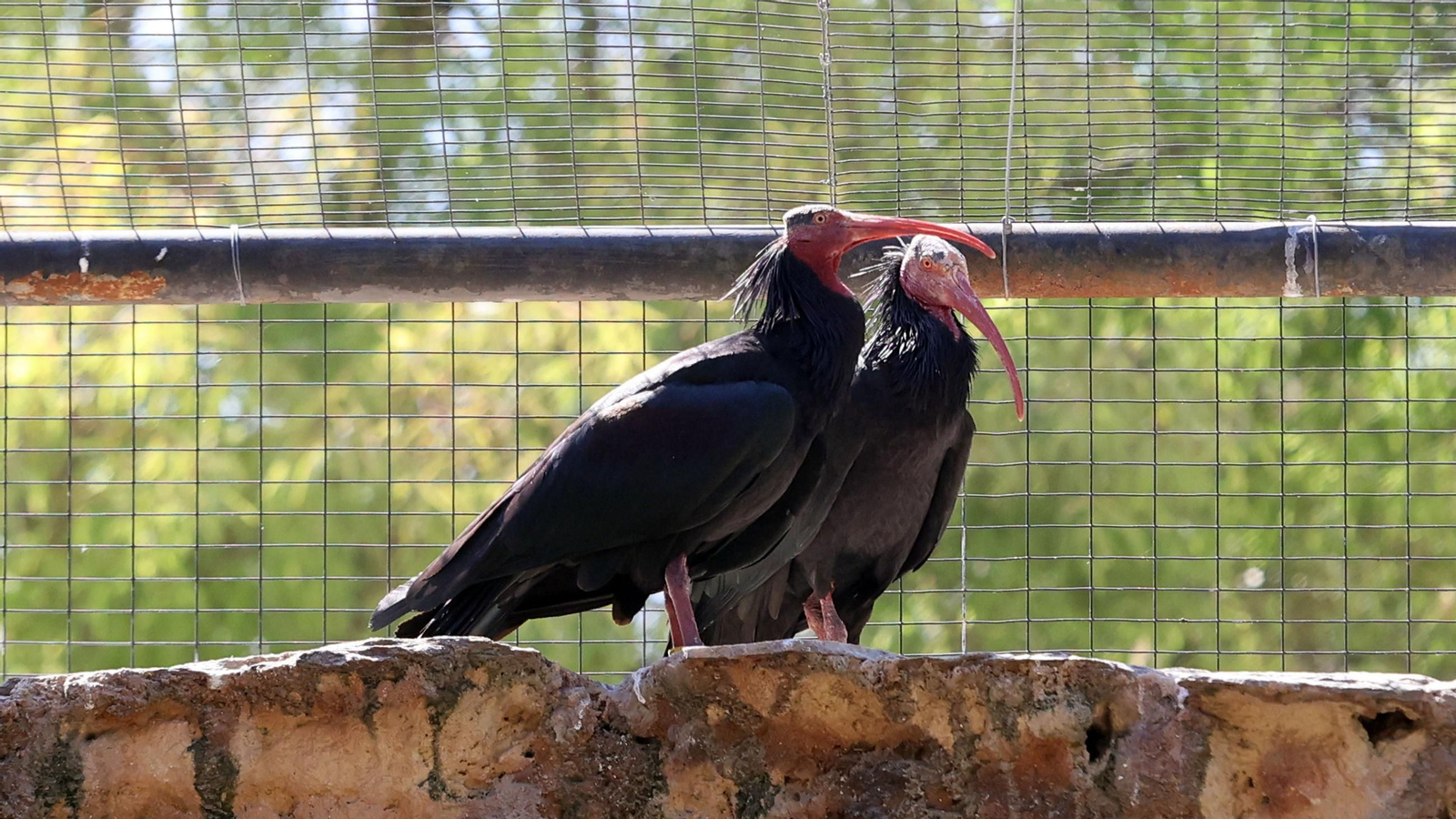 Imágenes de los ibis eremitas de Jerez a Cataluña