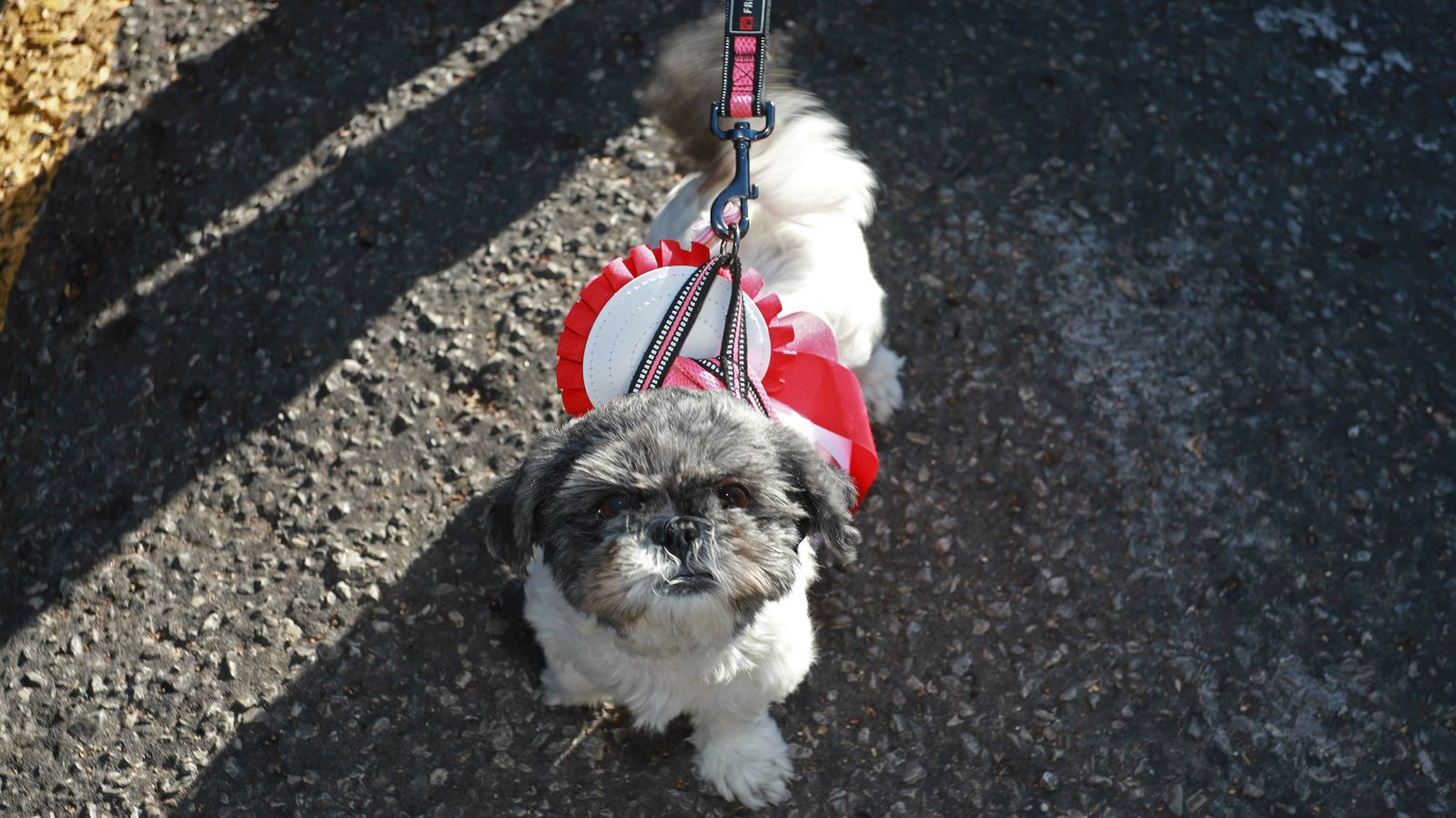 Las mejores fotos de la jornada electoral en Gibraltar
