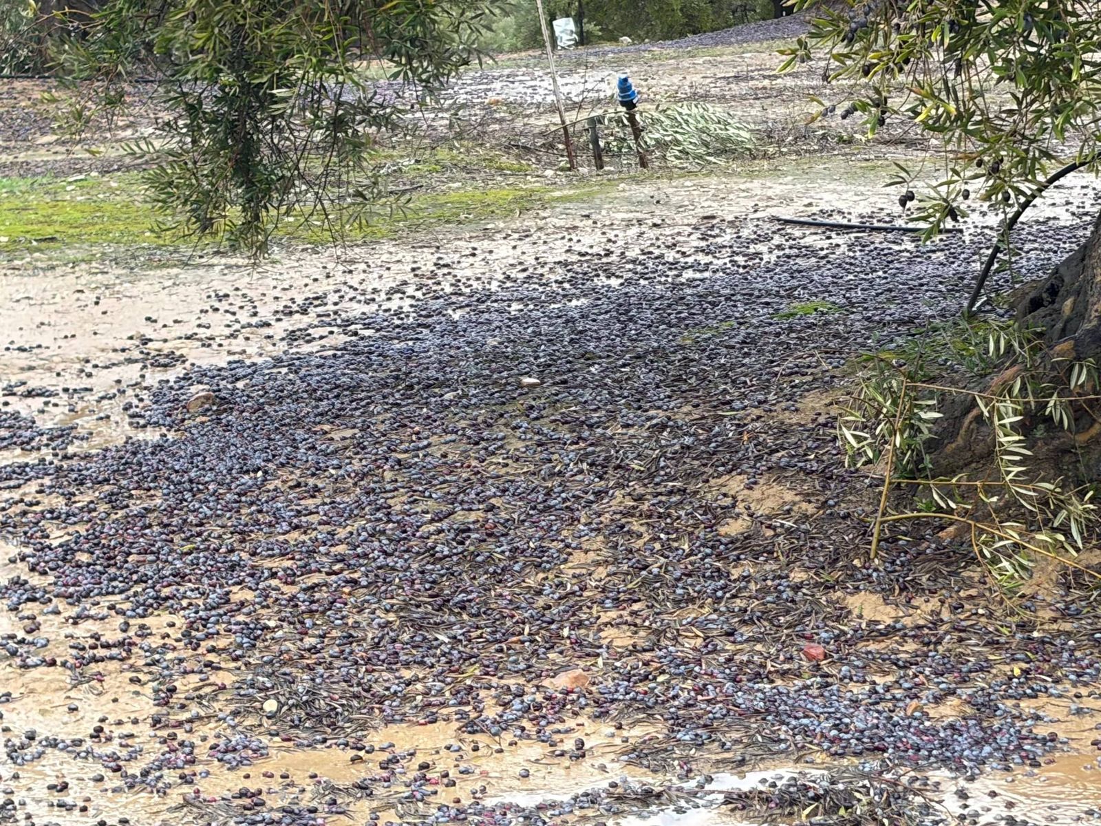 VILLANUEVA DE LA REINA. Aceituna en el suelo de un olivar, tirada por el viento y la lluvia.