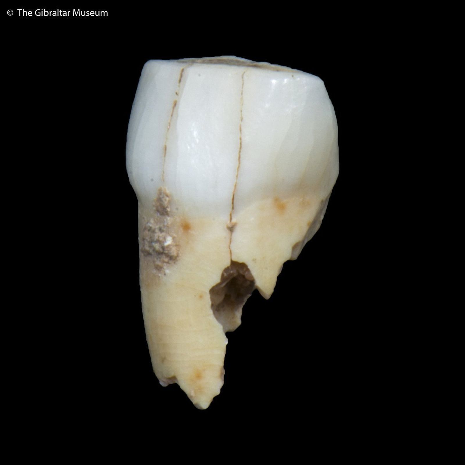 Tres ángulos distintos del diente realizados por el Museo de Gibraltar.