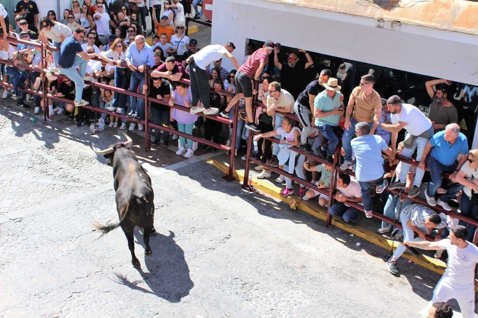Las imágenes de la celebración del Toro del Aleluya en Arcos 2024