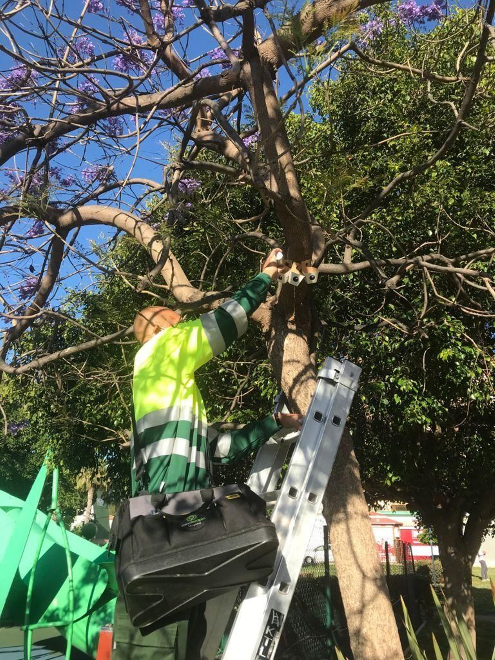 Parque de la Aurora donde ya se están realizando los trabajos en las jacarandas.