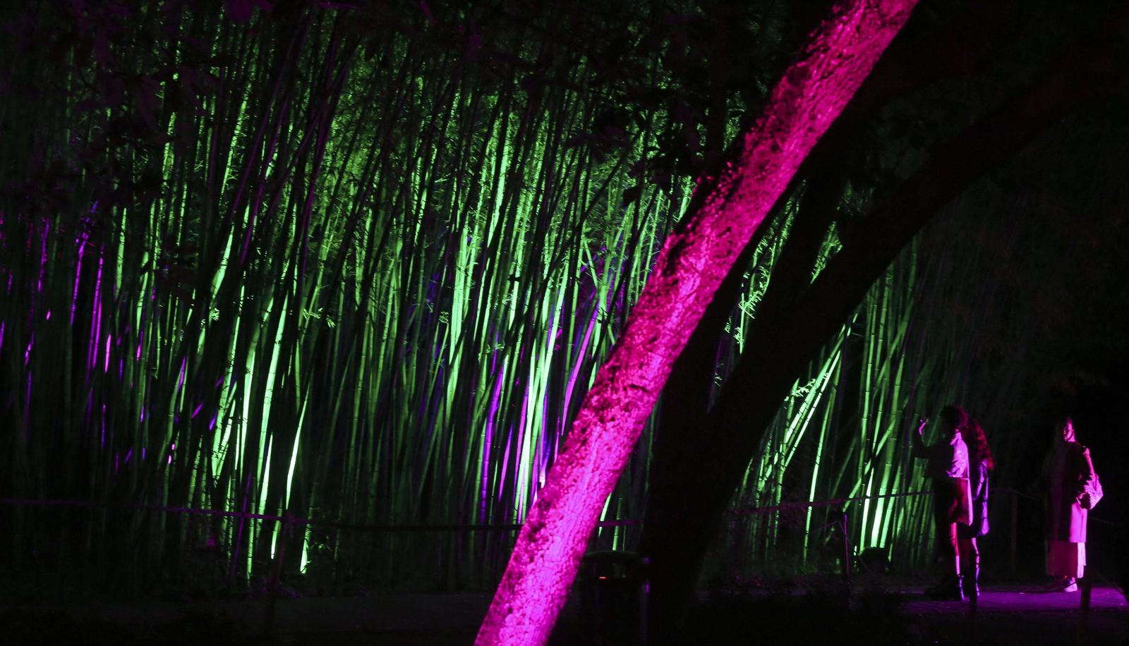 Las luces del Jardín Botánico de Málaga esta Navidad, en fotos