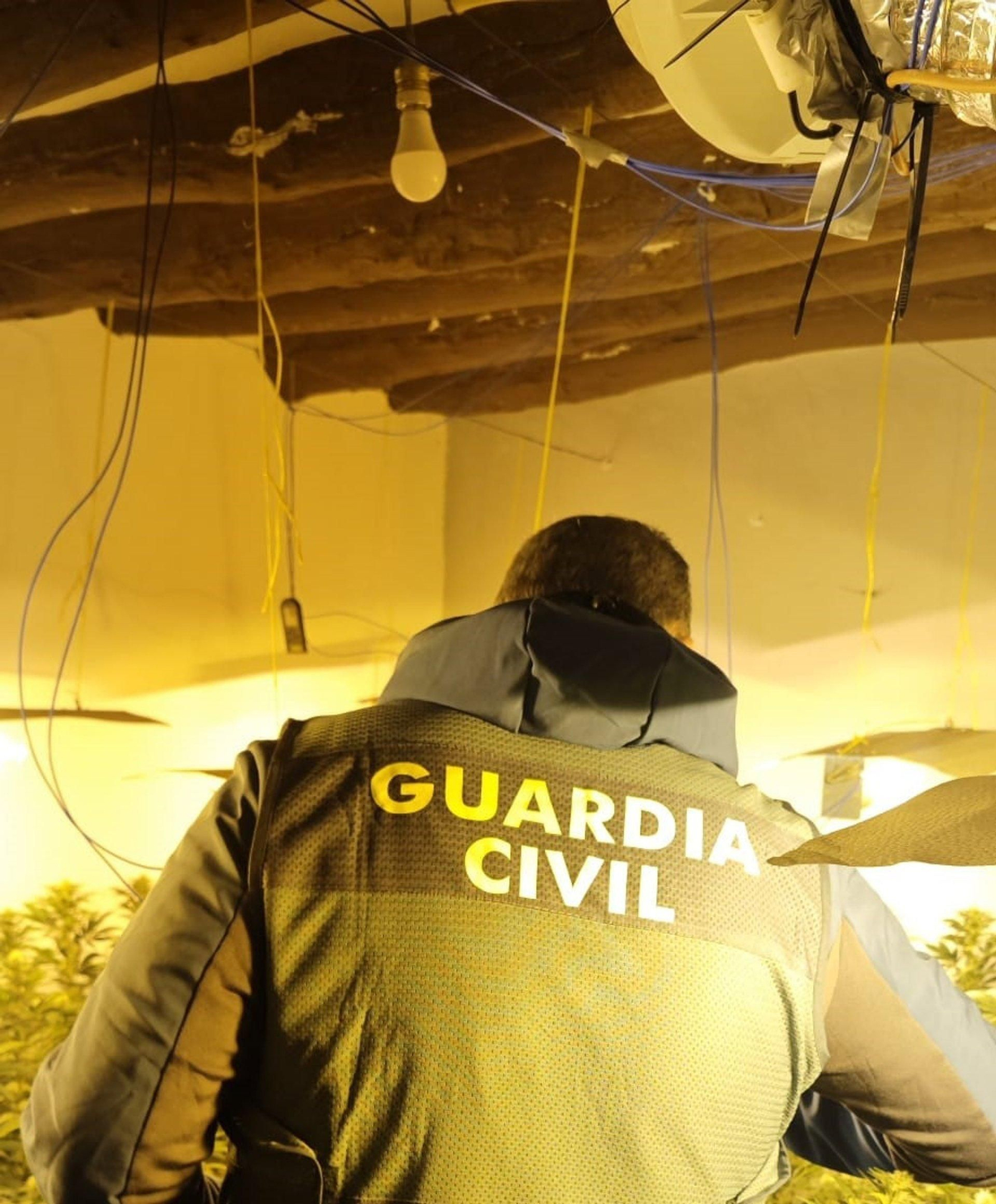 Plantación de marihuana encontrada en el interior de la vivienda.