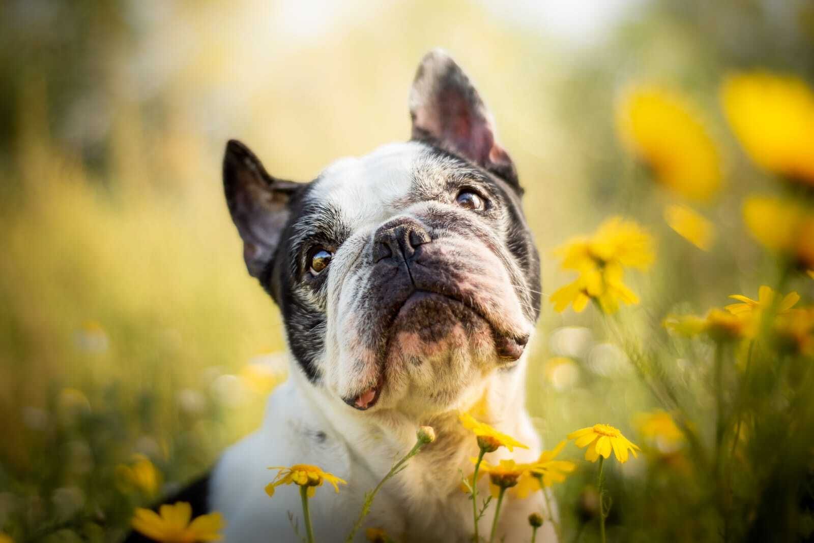 Álbum de las mascotas fotografiadas por 'El fotógrafo de mascotas'