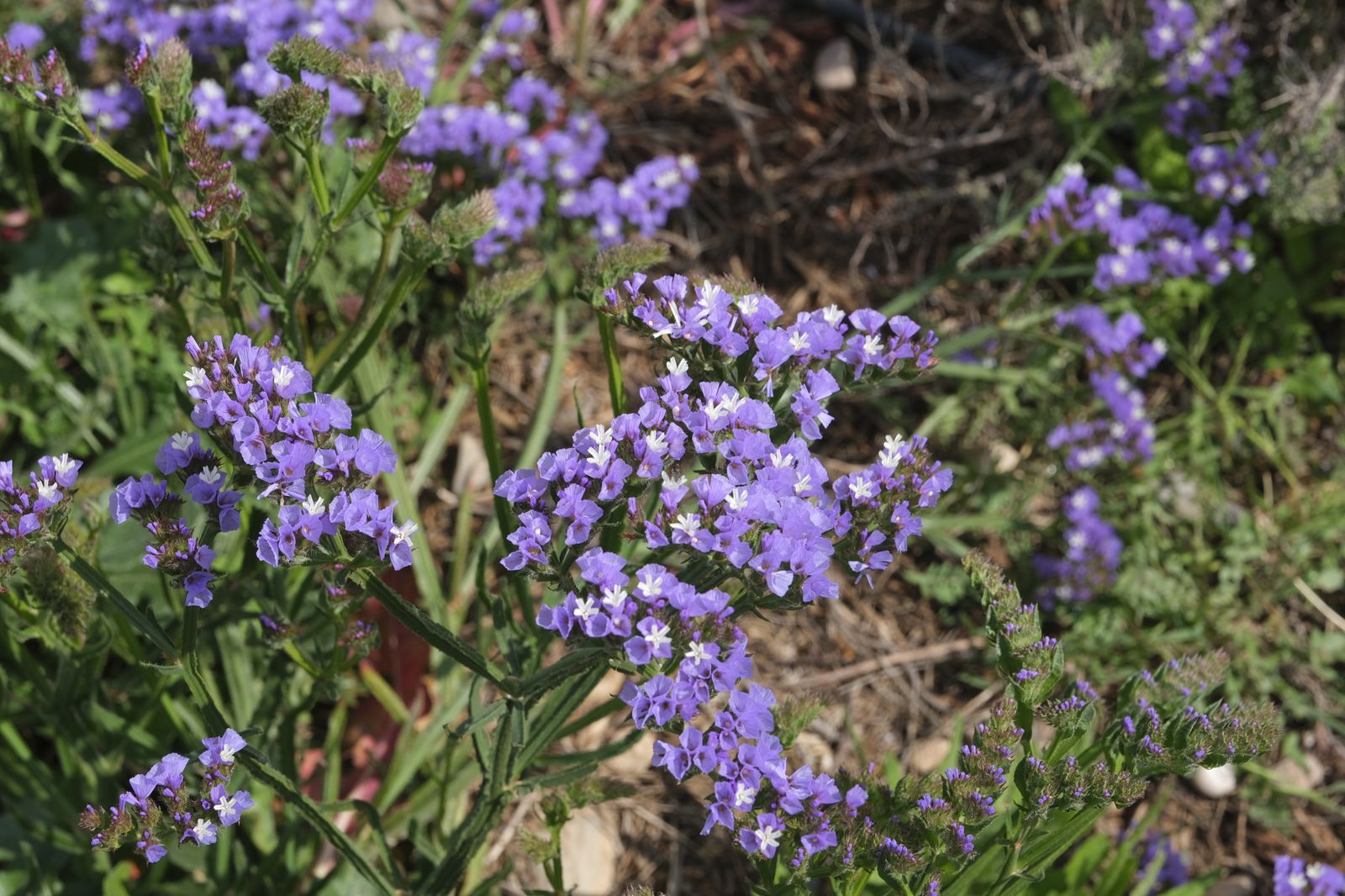 Fotogalería presentación proyecto RECICLAND IFAPA. La Mojonera (Almería)