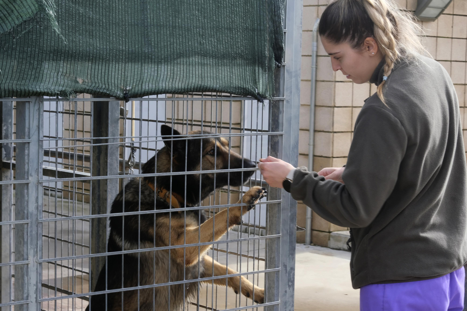 Un paseo por el Centro de Salud y Bienestar Animal de Córdoba, en imágenes