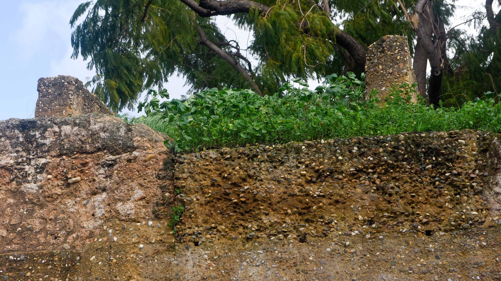 Detalle de la vegetación que crece sin control.