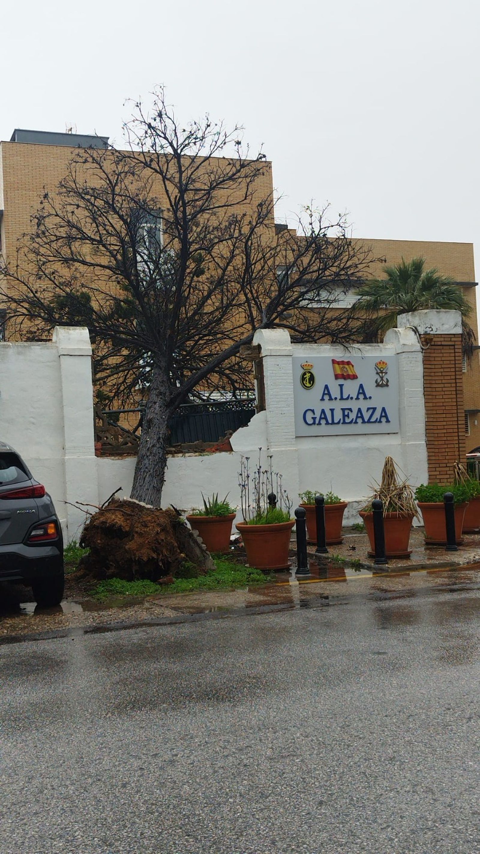 Árbol que ha caído en la avenida de la Armada sobre la residencia militar, en San Fernando