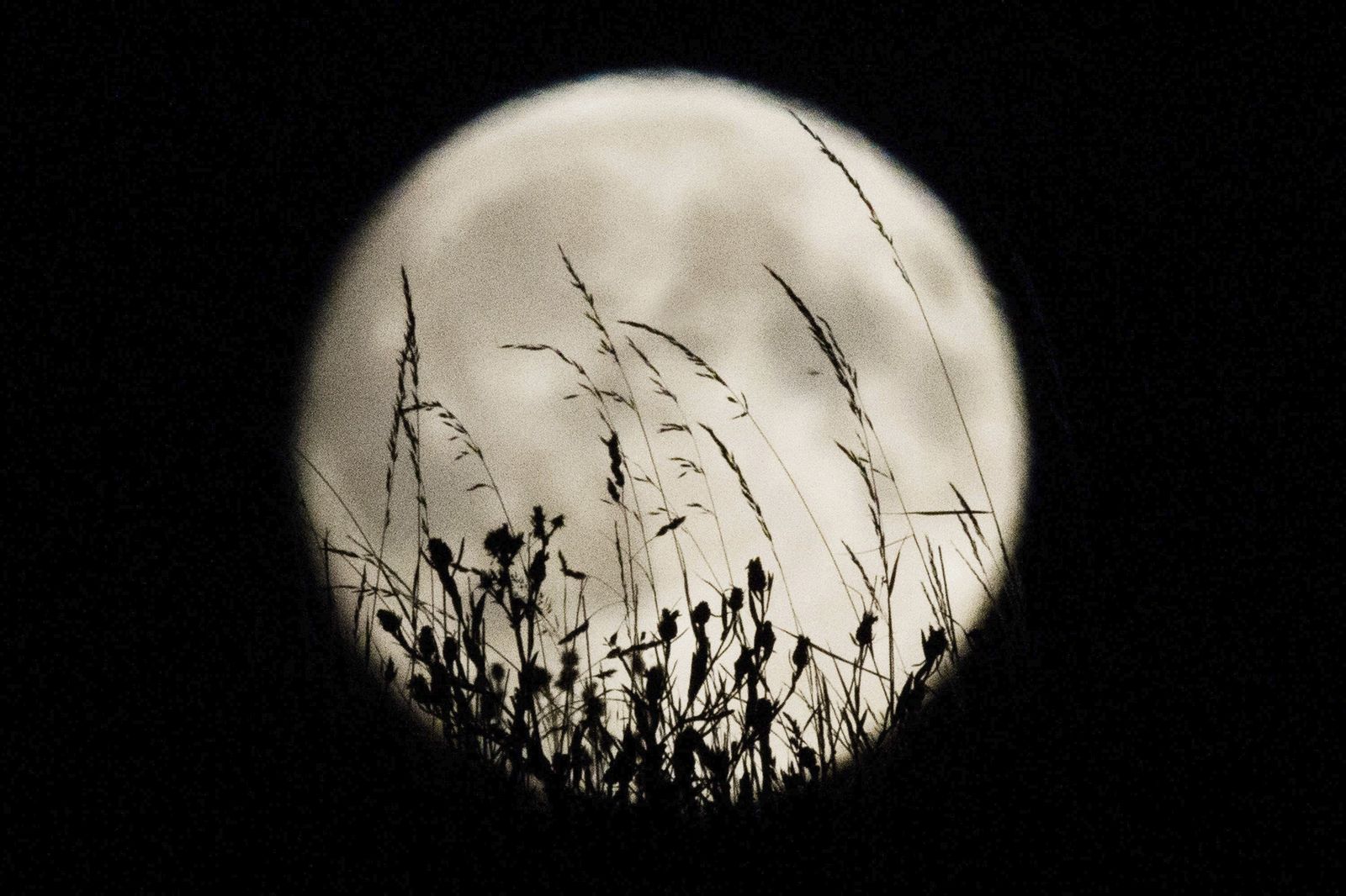 La luna llena sobre una pradera.