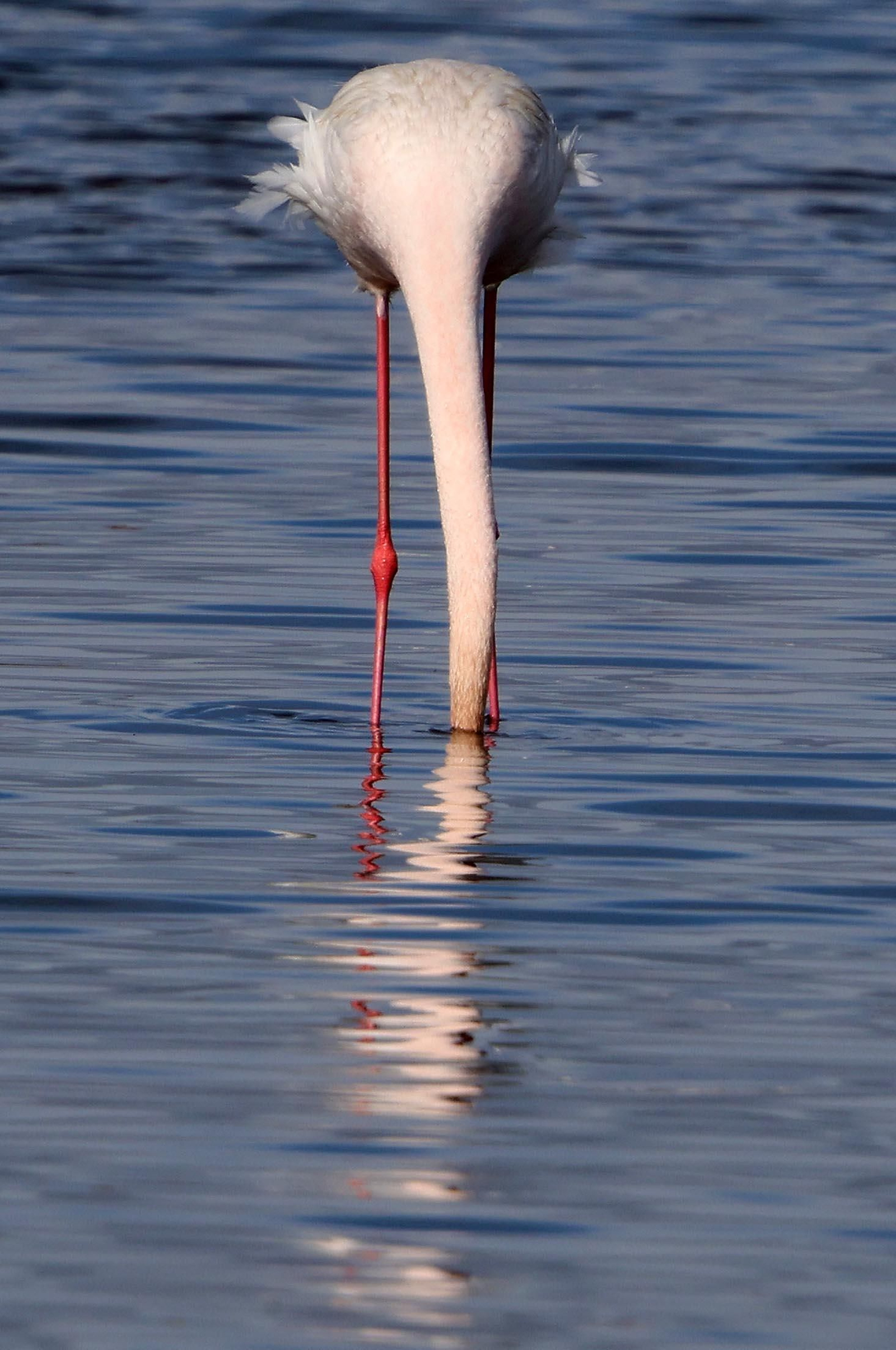 Imágenes de Marismas del Odiel, un Paraje Natural en la confluencia de las desembocaduras de los ríos Tinto y Odiel