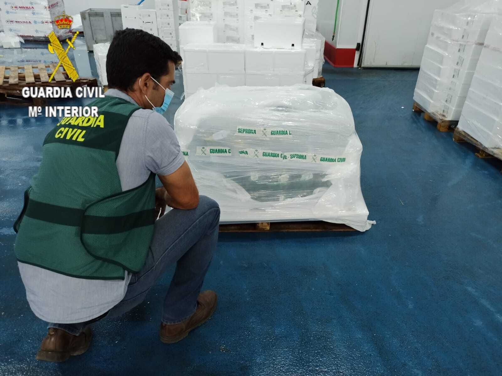 Intervenidos 290 kilos de almejas y 30 de coquinas en Sevilla