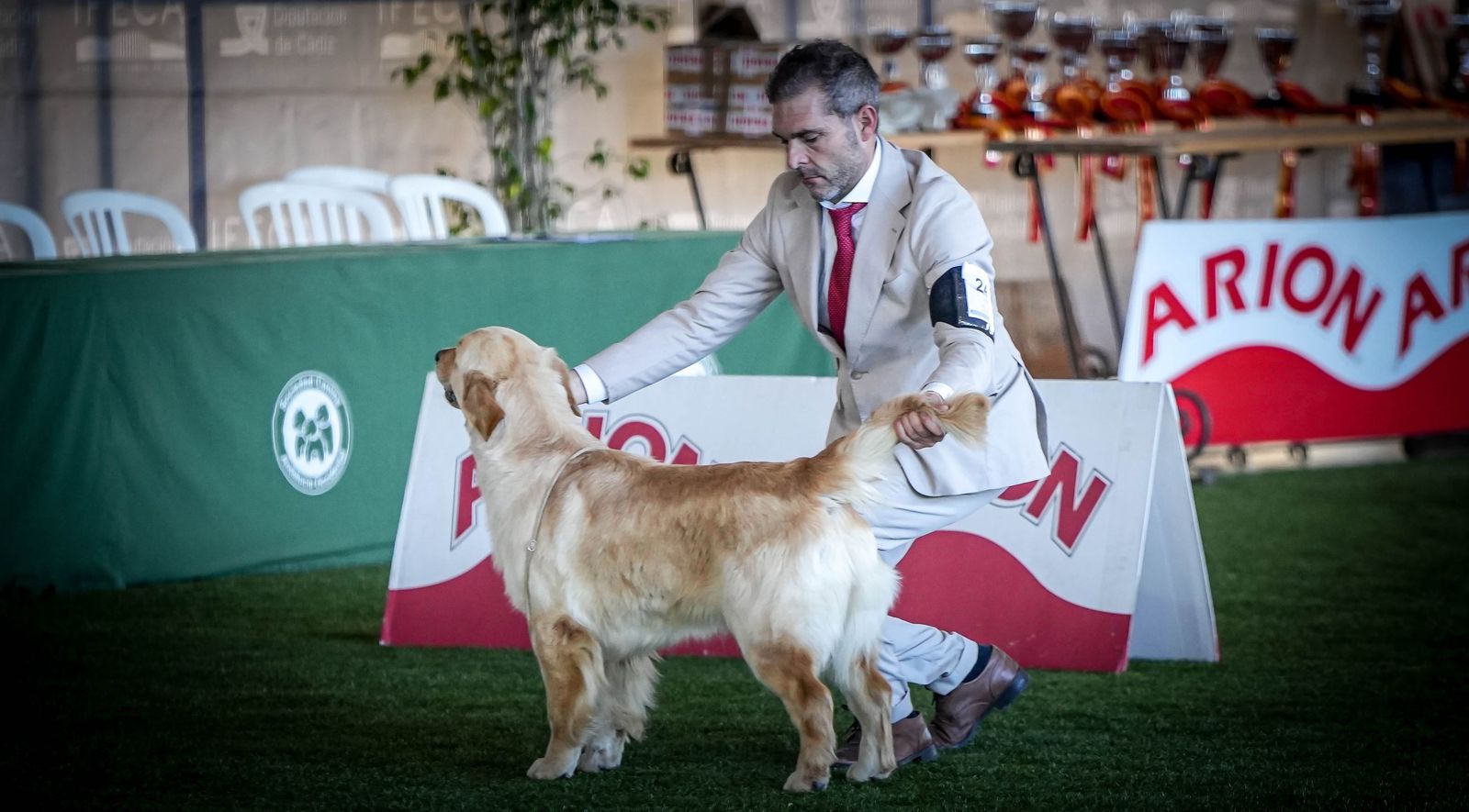 Espectacular exposición canina en Ifeca Jerez, en imágenes
