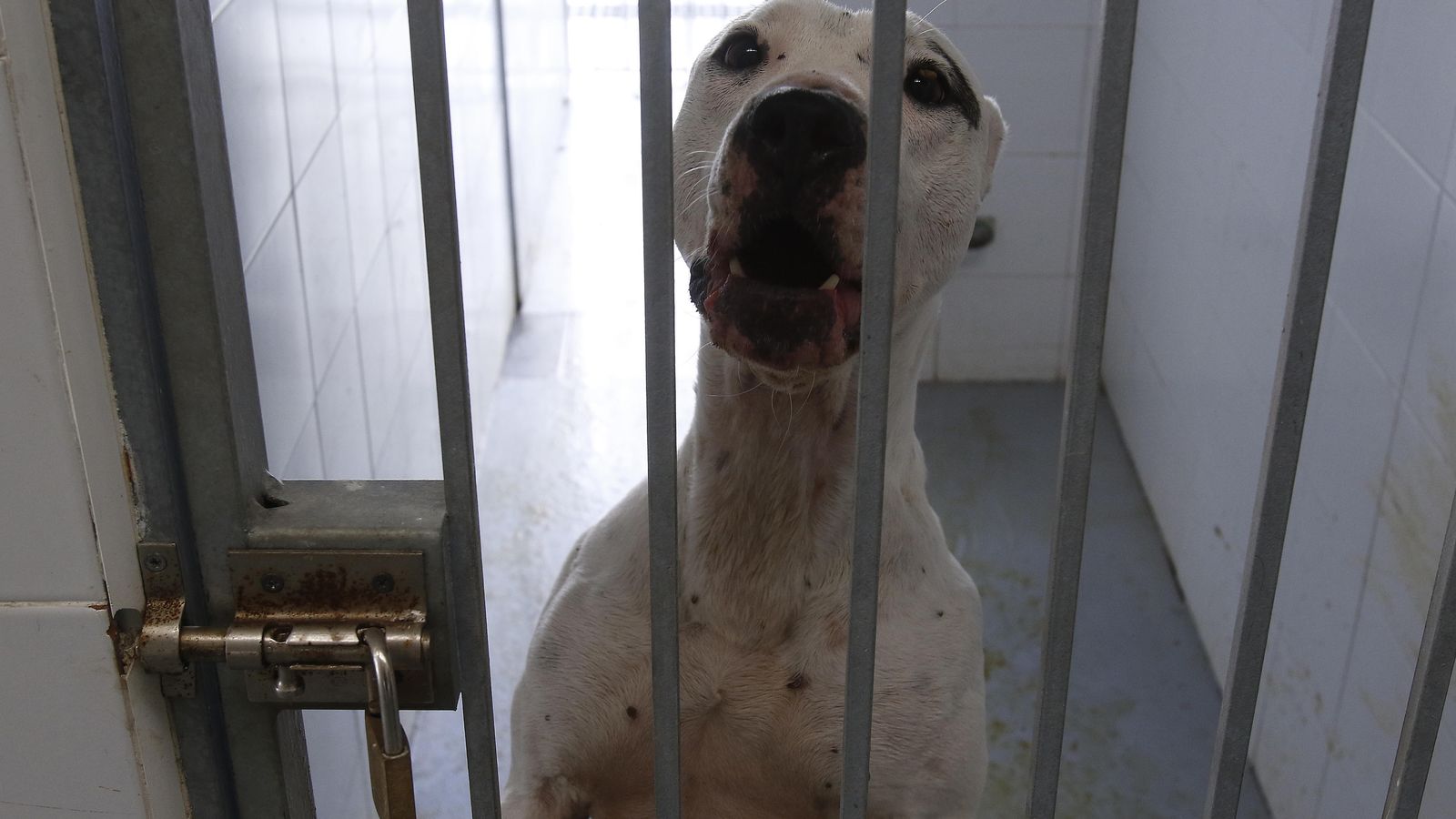 Un perro en uno de los cheniles del zoosanitario.