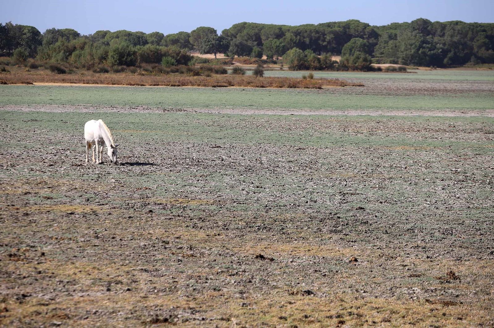 La marisma junto a la ermita de El Rocío seca, en imágenes