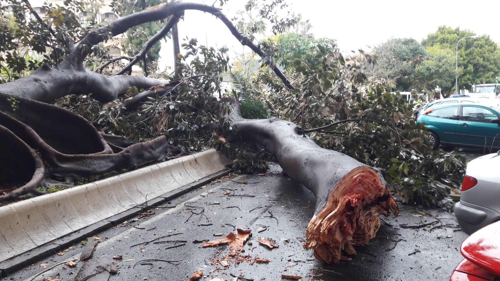 Árbol caído en la zona del hospital Civil.