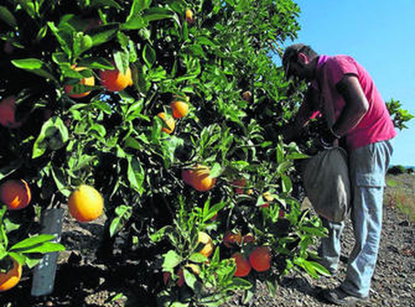 La plaga se considera ocasional en varios países de Asia, África y Europa.