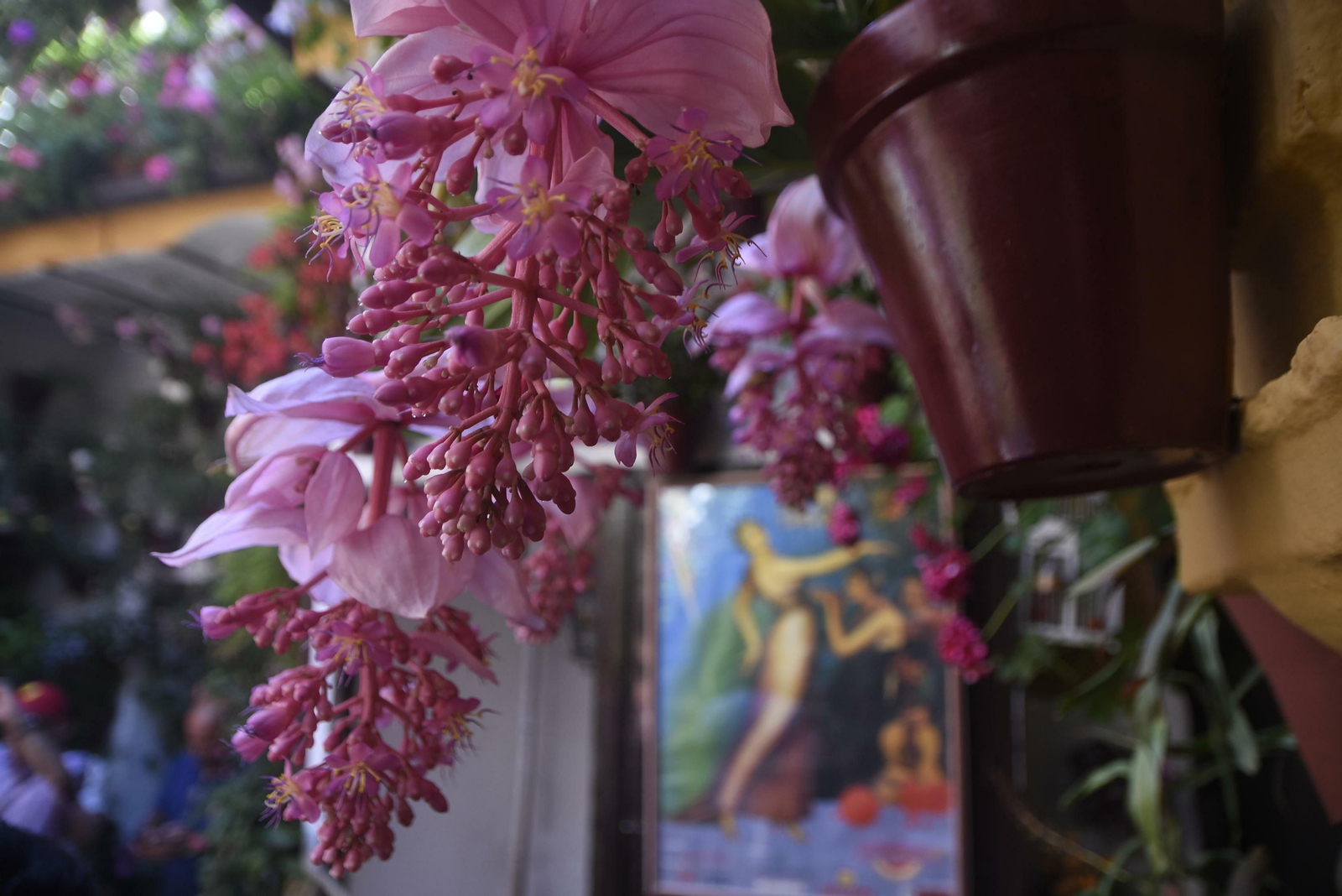 En imágenes: la ruta de los Patios del Alcázar Viejo