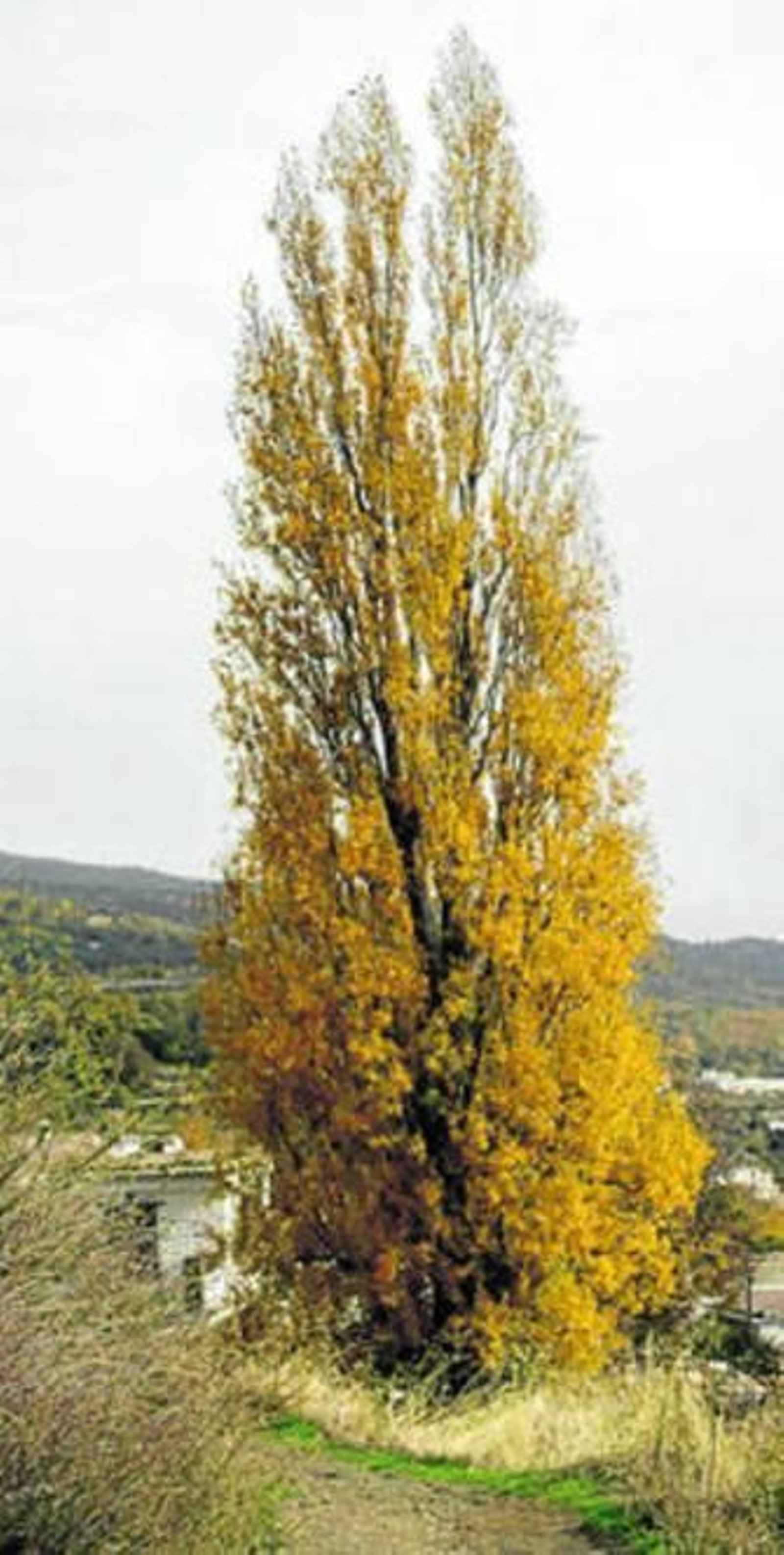 El árbol podría caerse sobre un cortijo colindante.