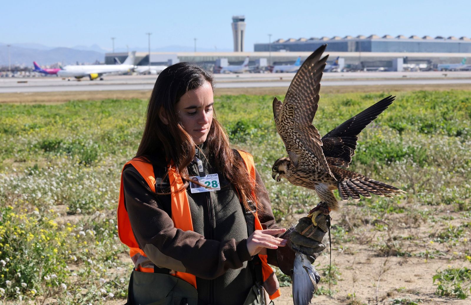 Halcones y águilas vigilan diariamente el Aeropuerto de Málaga para facilitar la labor a los pilotos