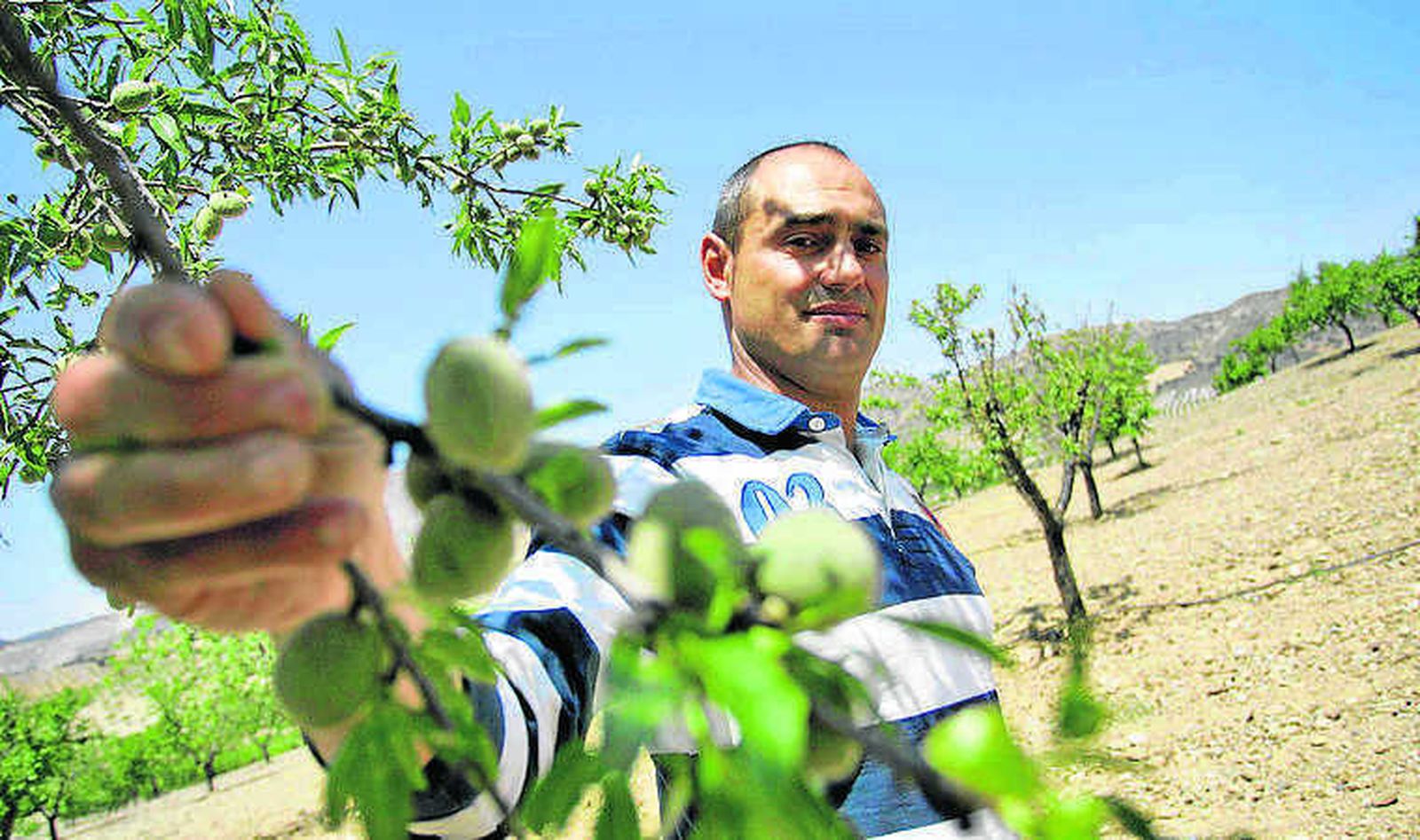 En plantaciones más adelantadas ya se ha iniciado la apertura de la envoltura.