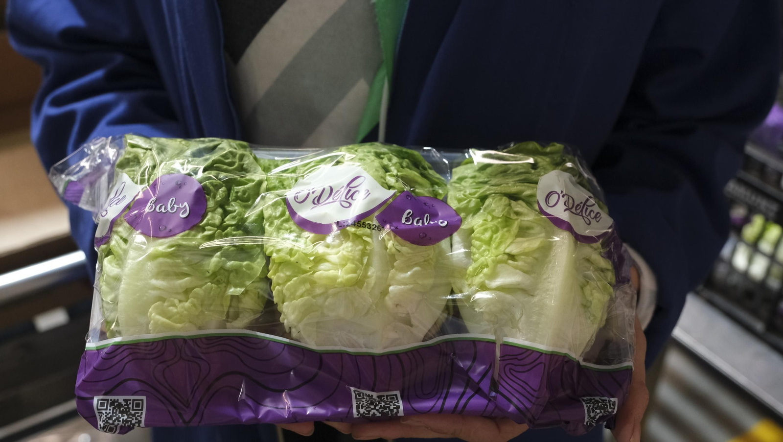 Desde Cuevas del Almanzora para el resto del mundo, las mejores escarolas con Cuadraspania, en imágenes