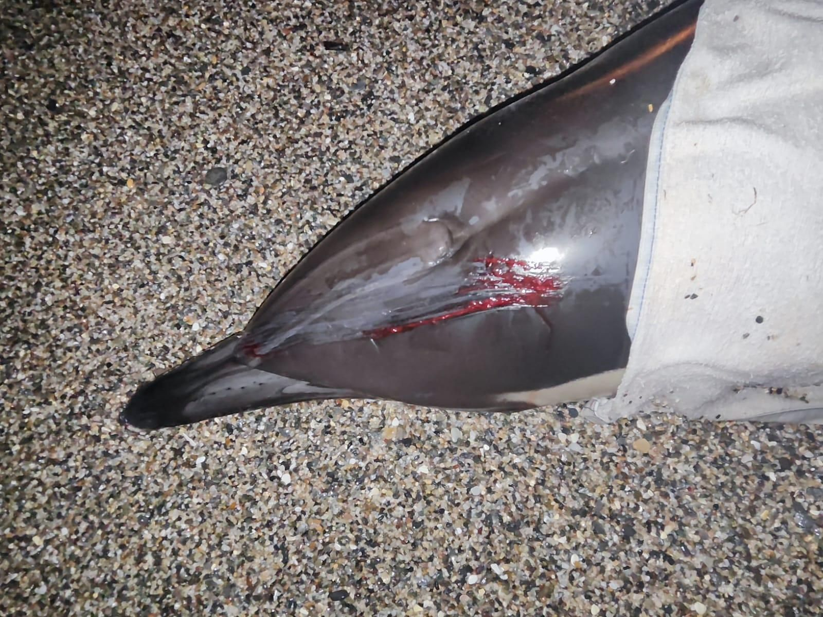 Delfín varado en la costa de Roquetas con heridas en la cabeza.