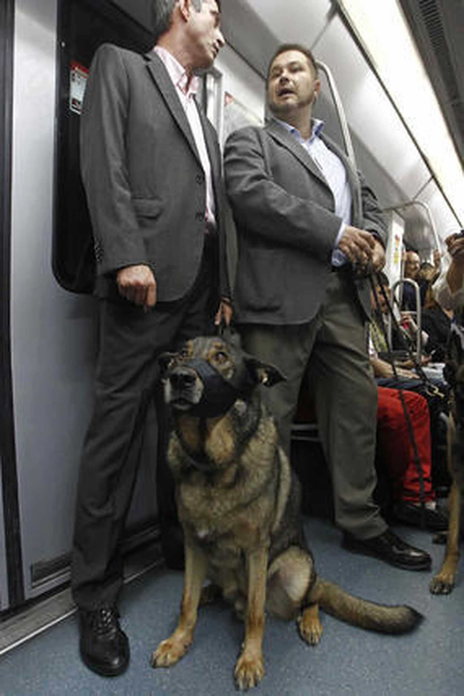Los perros ya pueden bajar al metro en Barcelona