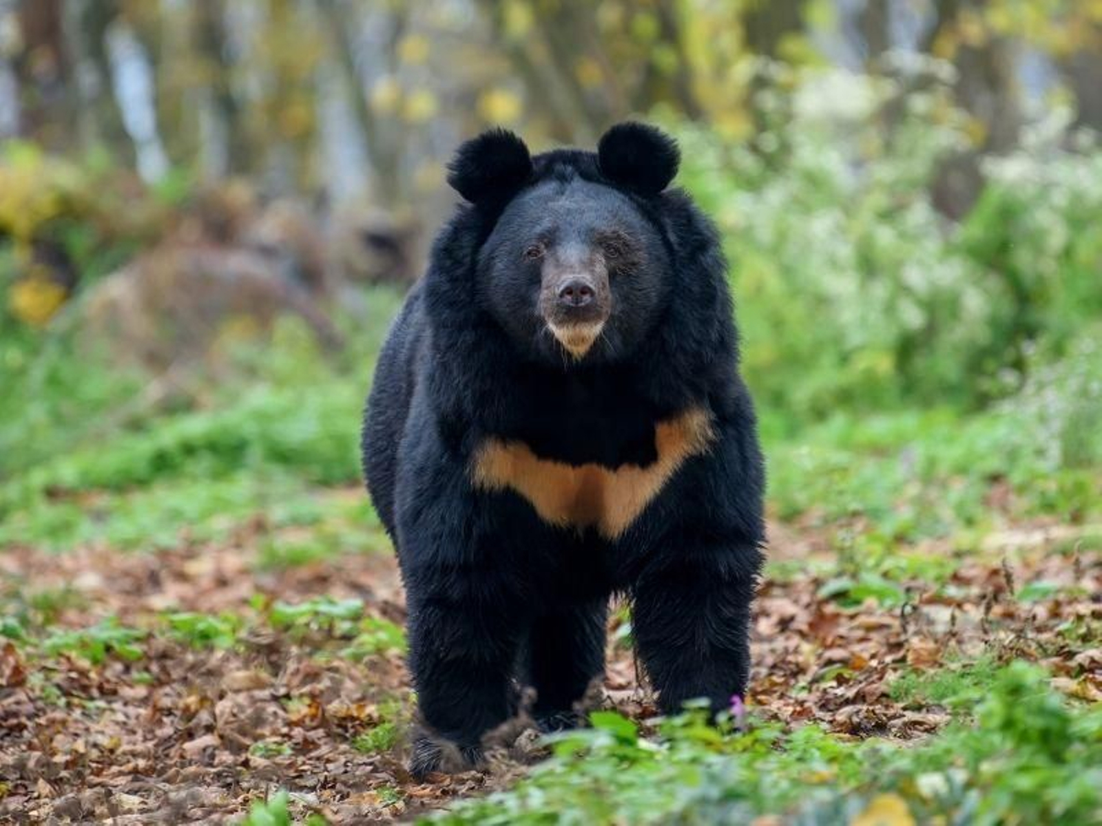 Tras dos años descubren que su perro es un animal en peligro de extinción