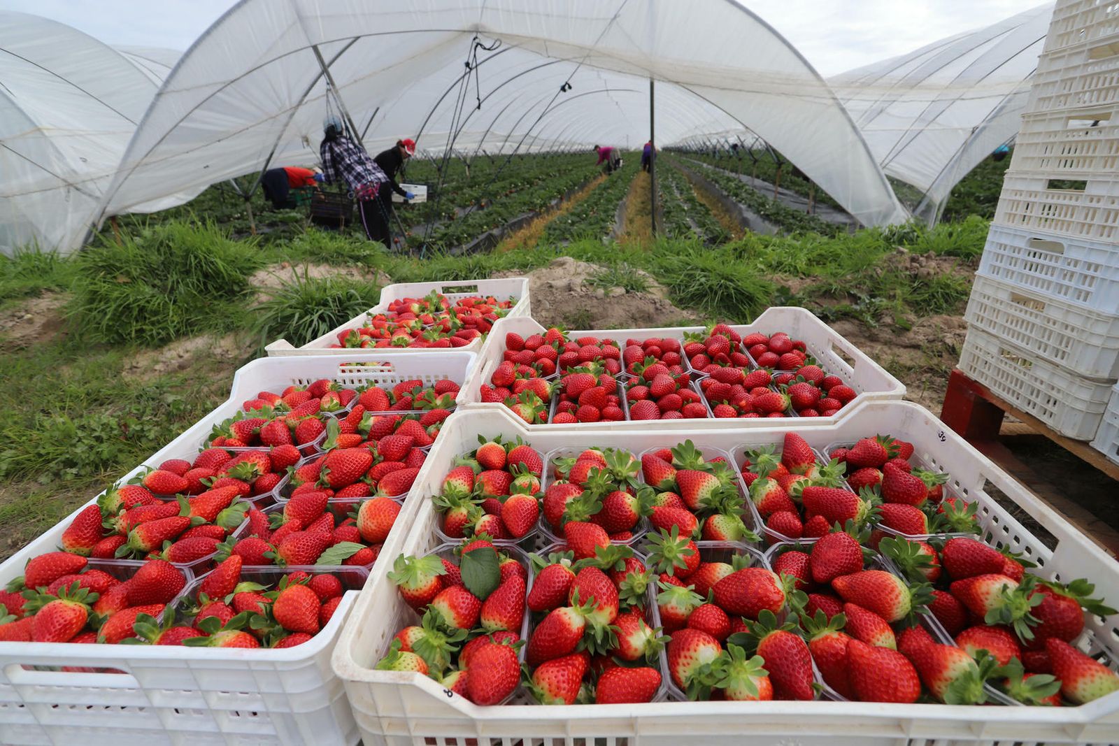 Fresas recién recolectadas en una finca de Huelva.
