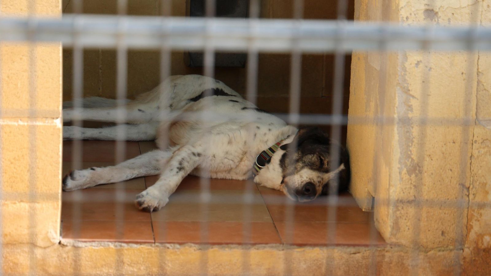 Los perros que buscan familia en la protectora de Animales de Málaga