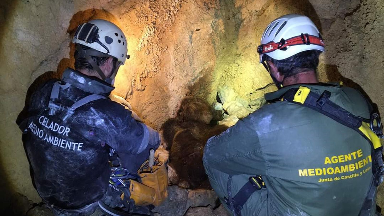 Localizan los cuerpos sin vida de la osa y el osezno que se despeñaron en junio