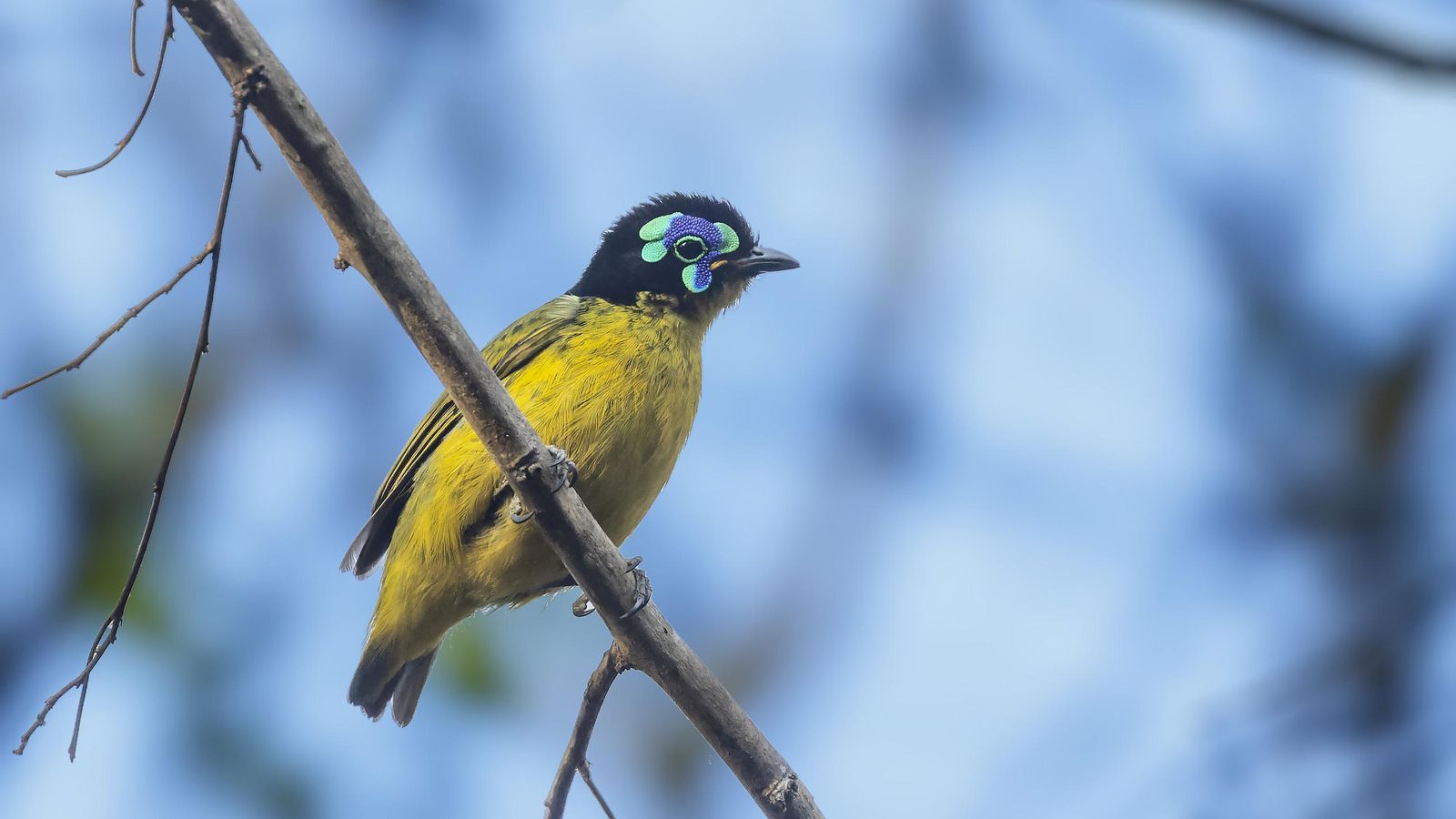 La filepita de Schlegel (Philepitta schlegeli) ave endémica de Madagascar, u8na de las zonas donde UICN documenta retrocesos especialmente graves.