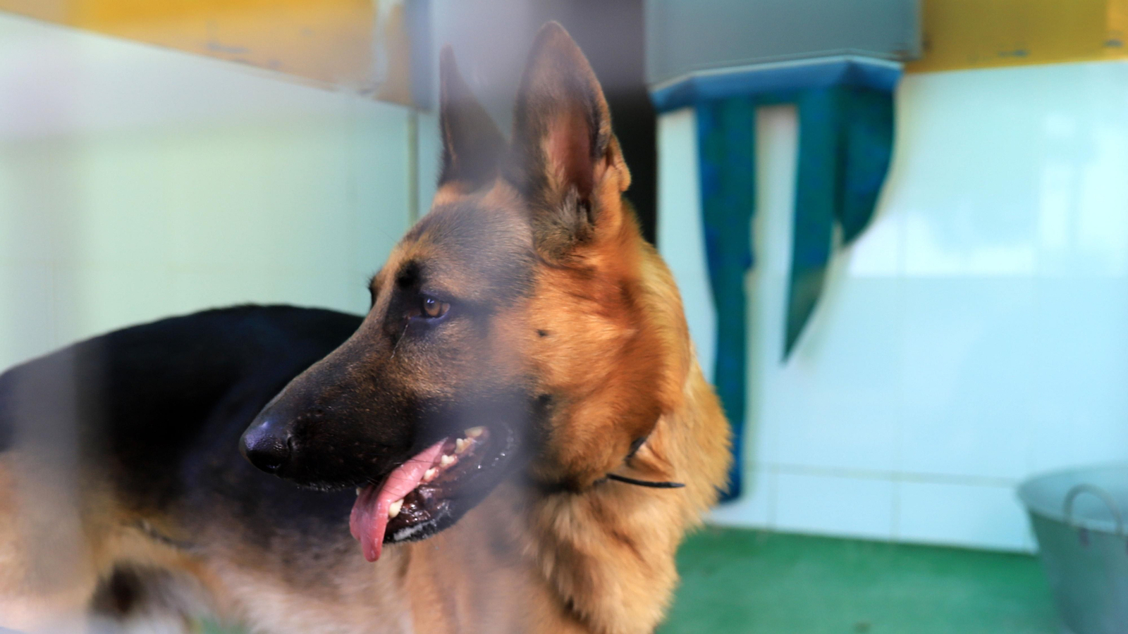 La protectora 'No me abandones' tiene 80 perros wue buscan un hogar