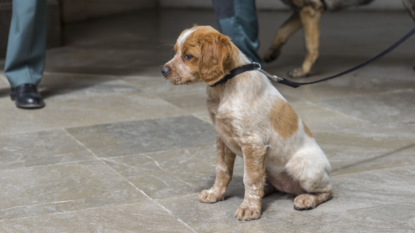 Uno de los animales que recibirá entrenamiento.
