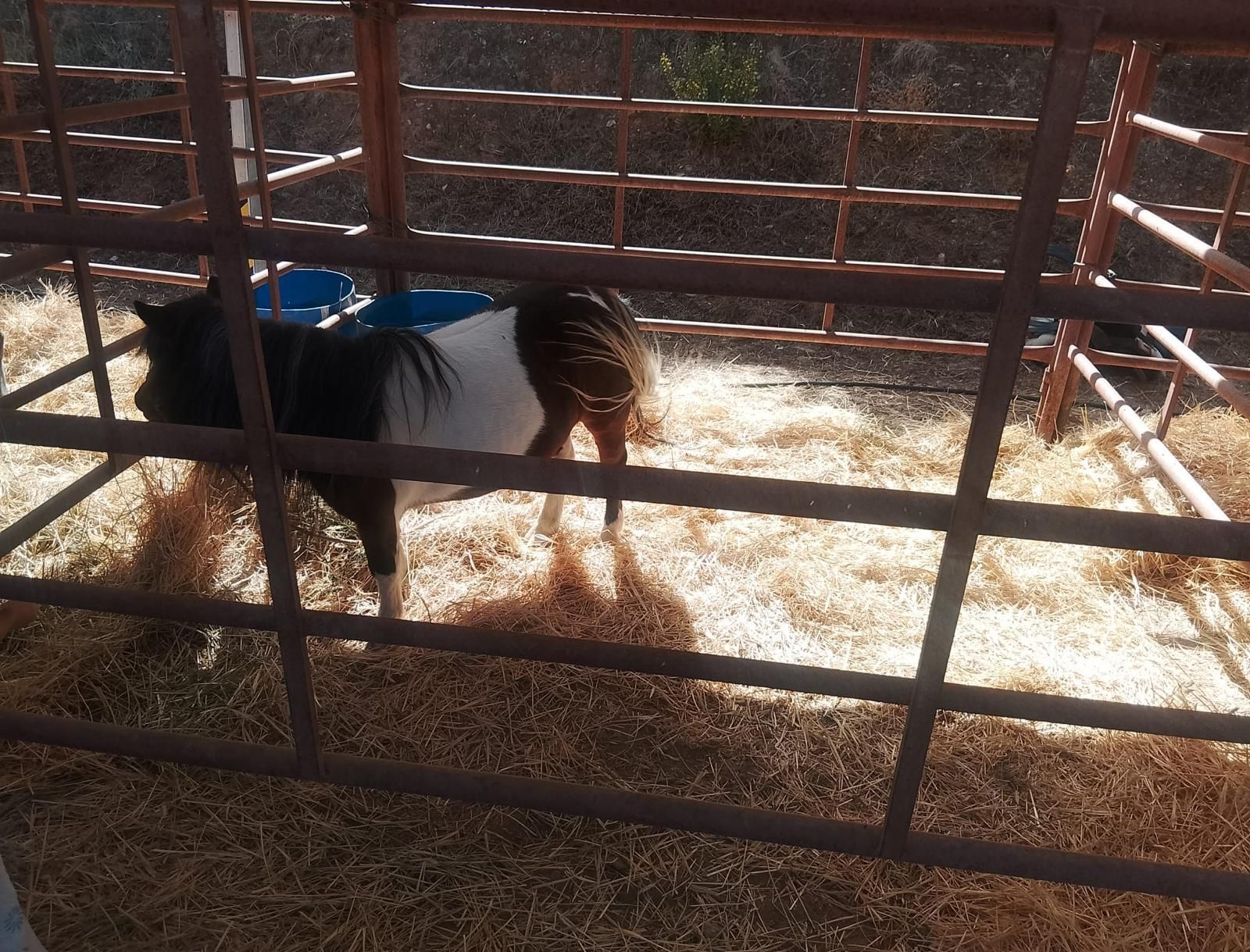 Así se ha vivido la II Feria Equina de Abla