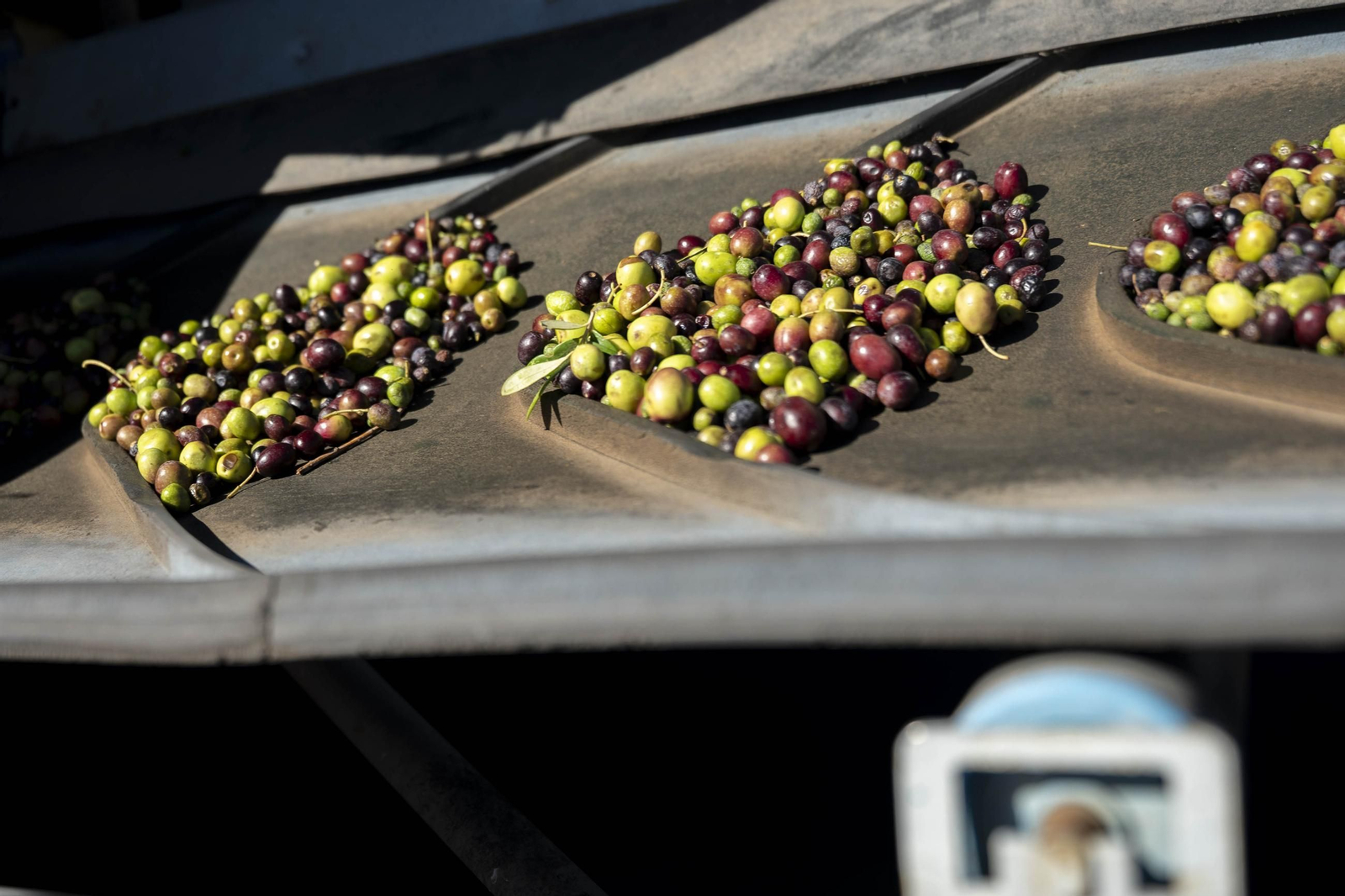 Os enseñamos como se hace el aceite en la almazara de Fiñana, en imágenes