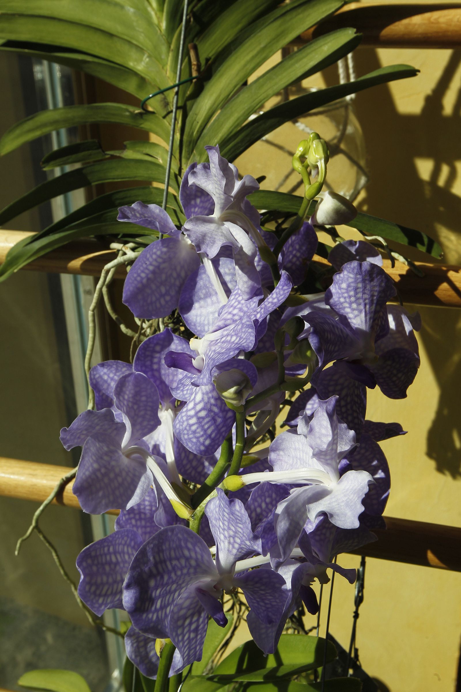 Fotogalería plantas para el Día de la Madre en Suministros Tripiana