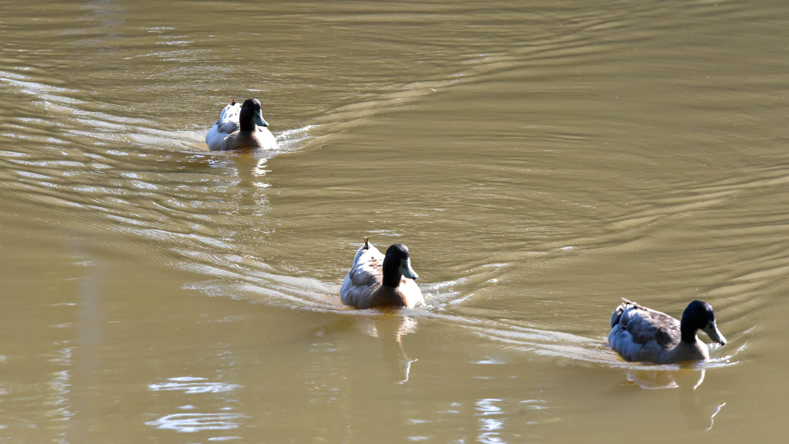 Ruta en kayak por El Palmones