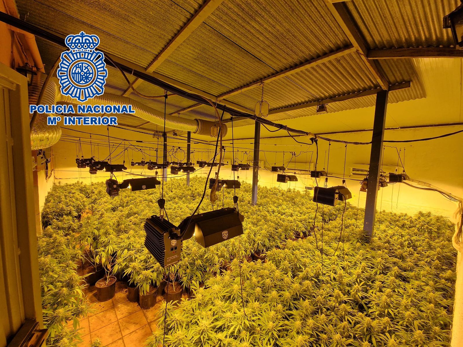 La Policía Nacional desmantela en Almería una importante organización dedicada al cultivo de marihuana