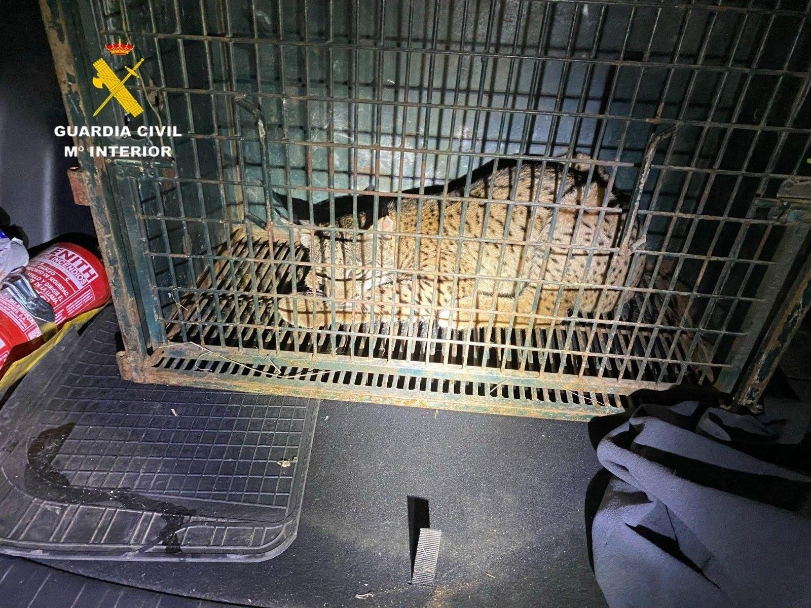 Joven ejemplar de Lince herido en Lora del Río, rescatado y evacuado al Centro de Recuperación de Jaén.