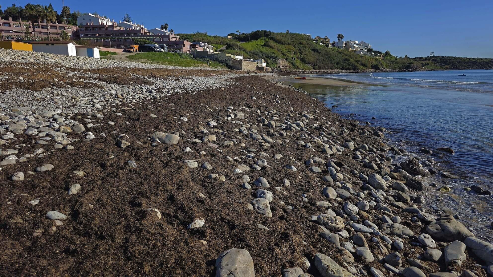 Imágenes del manto de alga parda en la playa de Getares