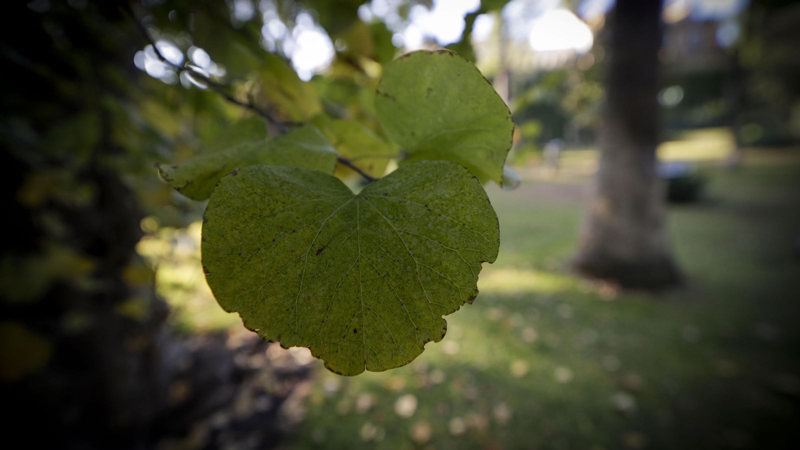 La hoja del árbol del amor en forma de corazón.